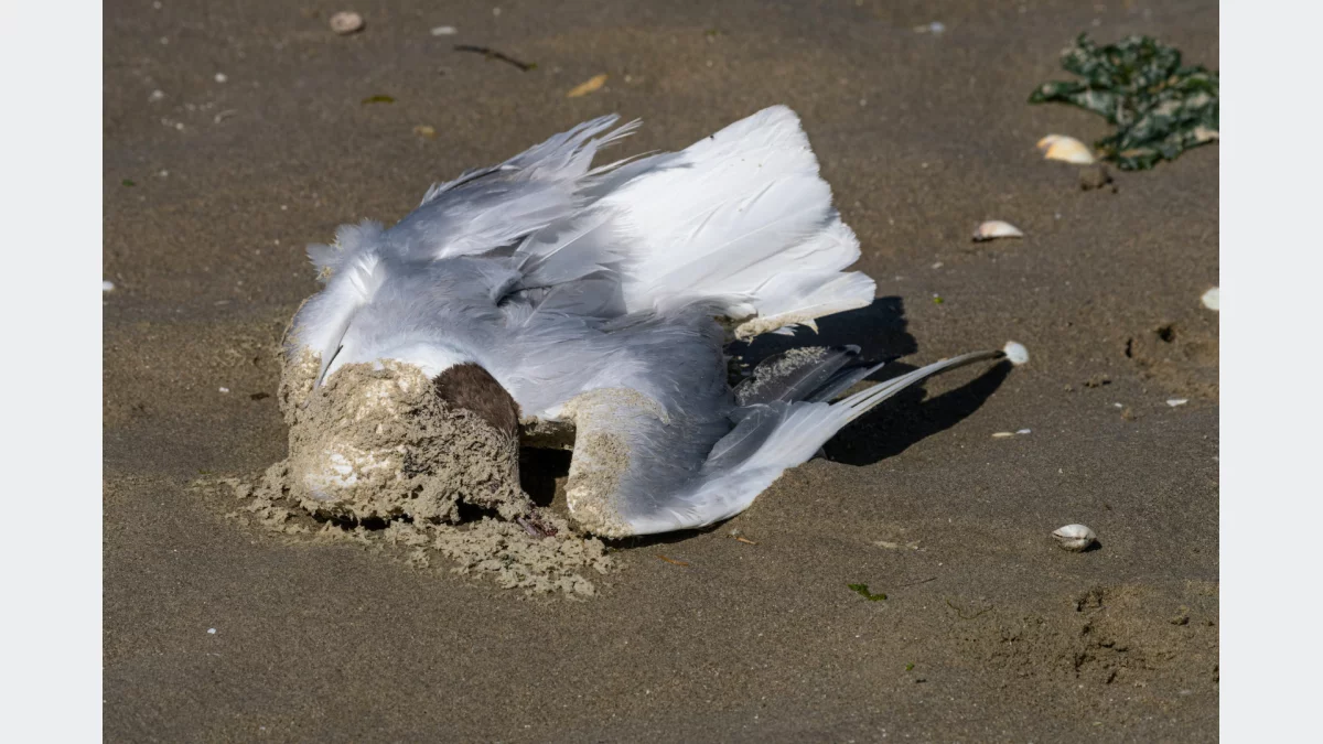 Ptasia grypa: Kraków i okolice objęte ograniczeniami