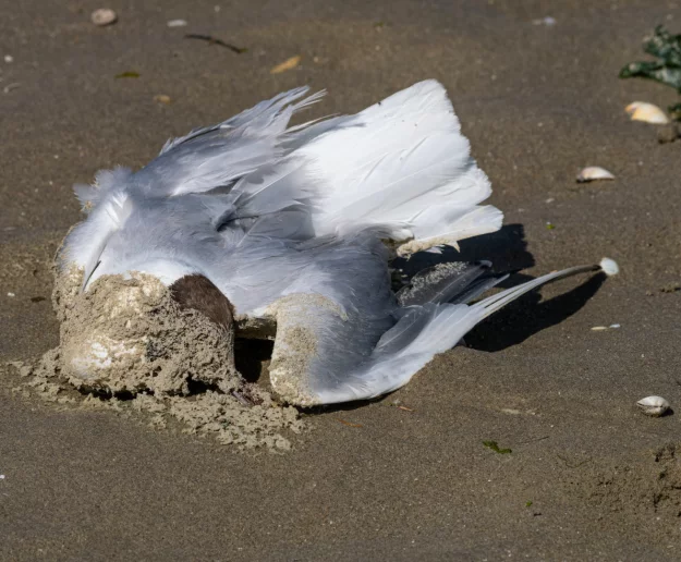 Ptasia grypa: Kraków i okolice objęte ograniczeniami - zdjęcie główne