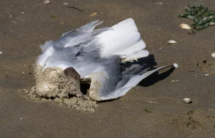 Ptasia grypa: Kraków i okolice objęte ograniczeniami - zdjęcie główne