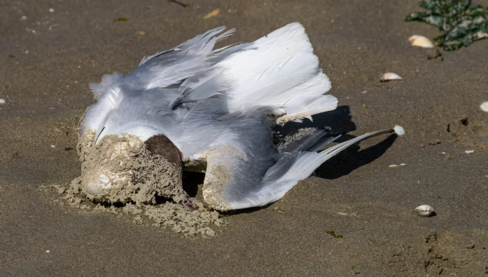 Ptasia grypa: Kraków i okolice objęte ograniczeniami - zdjęcie 1