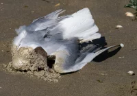 Małopolska: pięć ognisk ptasiej grypy - ponad 1000 padłych mew - zdjęcie główne