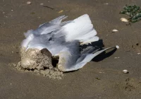 Ptasia grypa: Kraków i okolice objęte ograniczeniami - zdjęcie główne