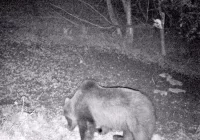 Niedźwiedź nie opuszcza Beskidu Wyspowego - zdjęcie główne