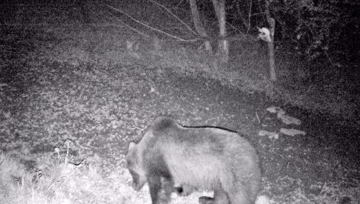 Niedźwiedź nie opuszcza Beskidu Wyspowego