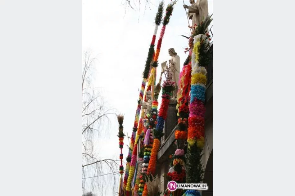 Konkurs na najpiękniejszą palmę! - zdjęcie 3