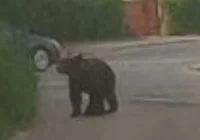 Niedźwiedź na ulicach Nowego Sącza. Prezydent nawołuje do pozostania w domach - zdjęcie główne