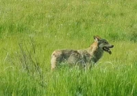 Wilk nagrany przy drodze krajowej - zdjęcie główne