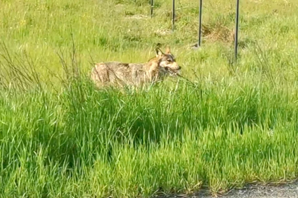 Wilk nagrany przy drodze krajowej - zdjęcie 2
