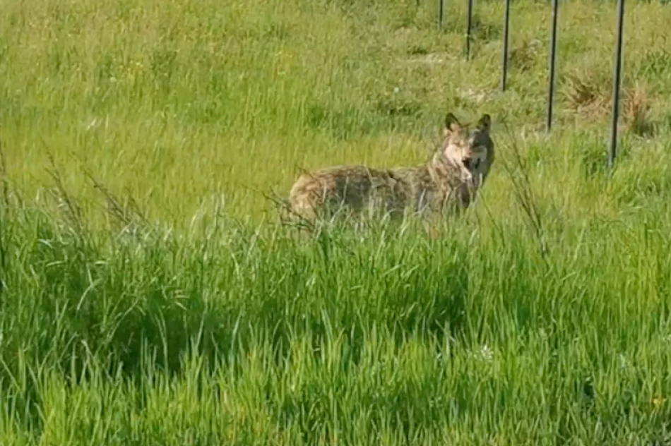 Wilk nagrany przy drodze krajowej - zdjęcie 3