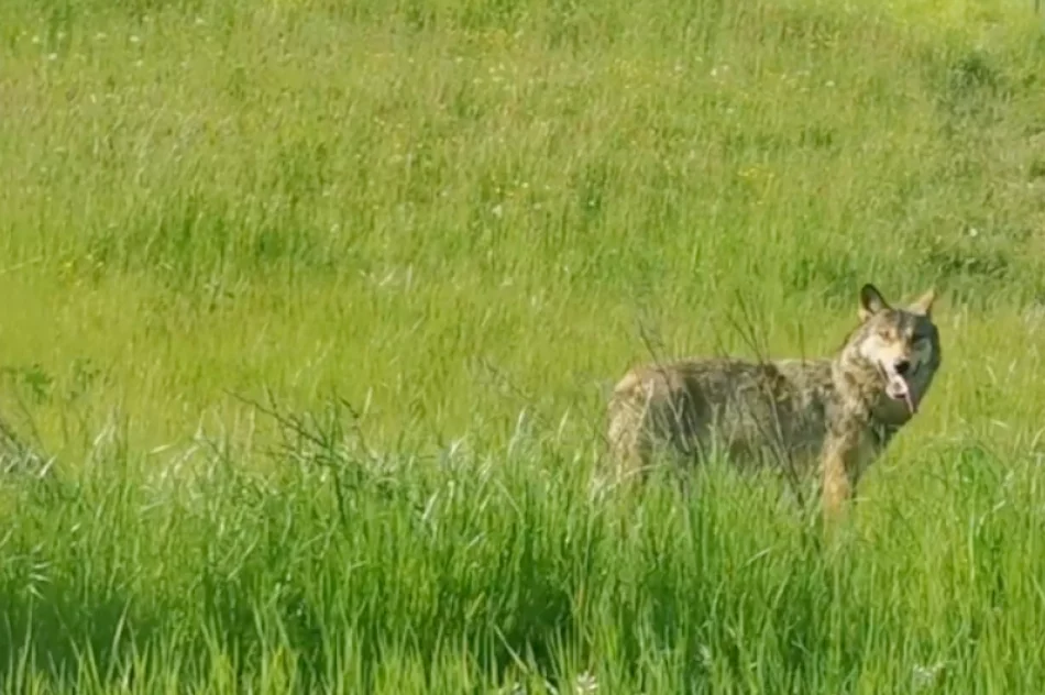 Wilk nagrany przy drodze krajowej - zdjęcie 4