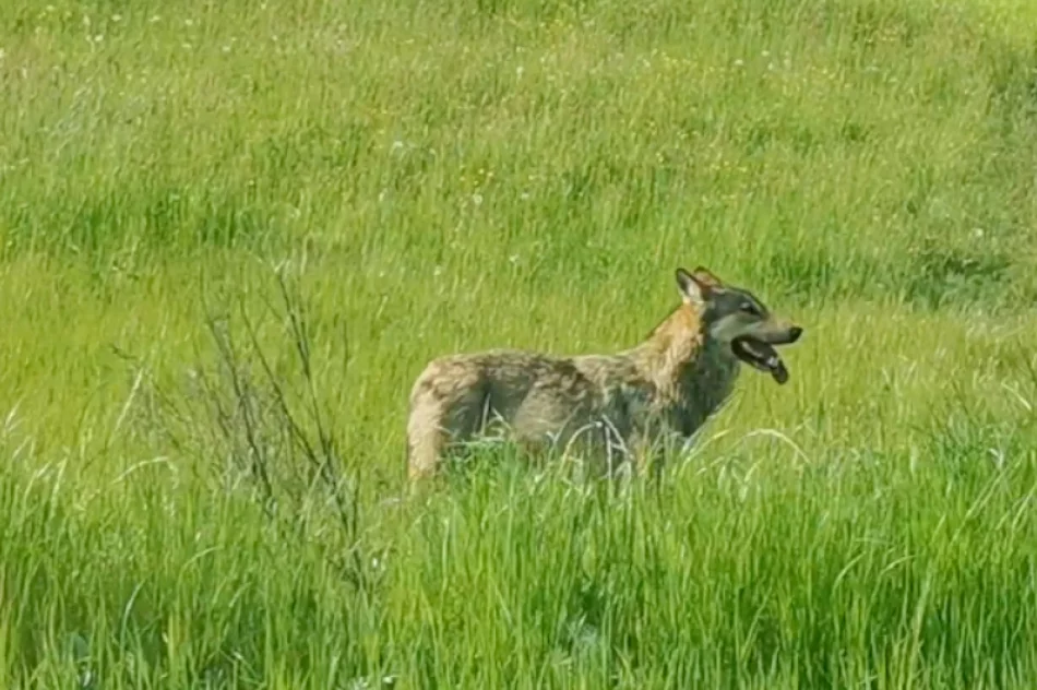 Wilk nagrany przy drodze krajowej - zdjęcie 5