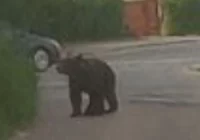 Niedźwiedzie poszukują teraz partnerek - zdjęcie główne