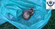 Martwe lub chore zwierzęta w sklepach, nielegalny handel. Zapadł wyrok - zdjęcie 3