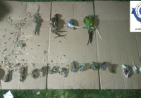 Martwe lub chore zwierzęta w sklepach, nielegalny handel. Zapadł wyrok - zdjęcie główne