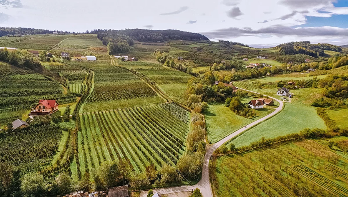 Niespokojnie na rynku owoców. Sadownicy z obawami