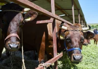 Wystawcy z południowej Polski prezentowali najpiękniejsze okazy - zdjęcie główne