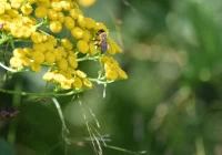 Warsztaty ziołowe – zapraszają! - zdjęcie główne