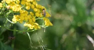 Warsztaty ziołowe – zapraszają! - zdjęcie 2