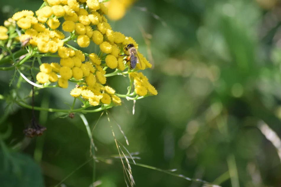 Warsztaty ziołowe – zapraszają! - zdjęcie 2