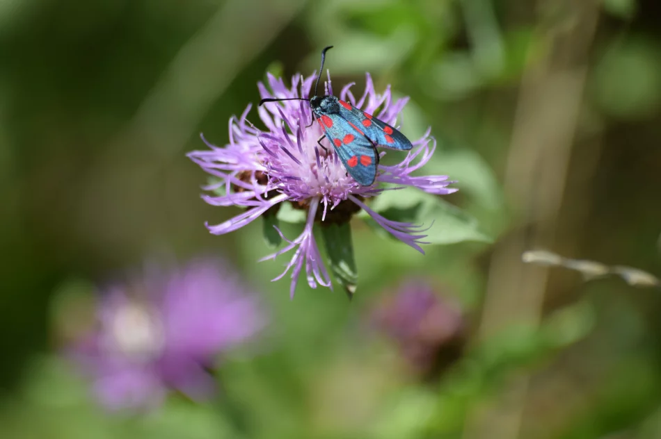 Warsztaty ziołowe – zapraszają! - zdjęcie 3