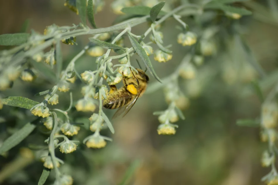 Warsztaty ziołowe – zapraszają! - zdjęcie 4