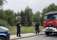 Służby na pomoc sarnie - zdjęcie główne