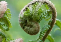 Legendarny kwiat paproci - starosłowiański przedmiot pożądania - zdjęcie główne