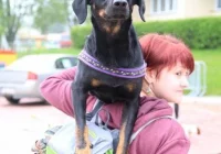 Limanowski Piknik Majowy już za nami ... - zdjęcie główne