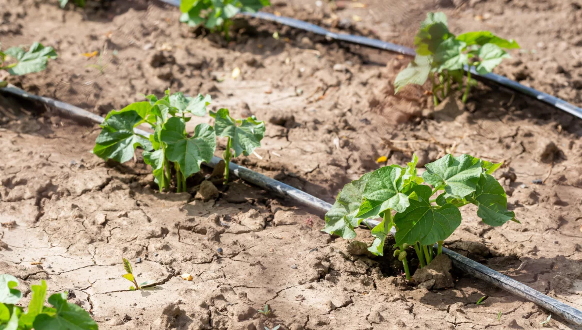 Zagrożenie suszą nie minęło; ekstremalna susza rolnicza obejmuje 12 proc. powierzchni kraju