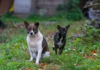 Narasta problem wałęsających się psów - zdjęcie główne