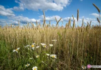 Rolnicy mają czas do 15 maja, później stracą - zdjęcie główne