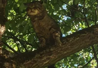 Niesamowite spotkanie z „duchem lasu" w Słopnicach!  - zdjęcie główne