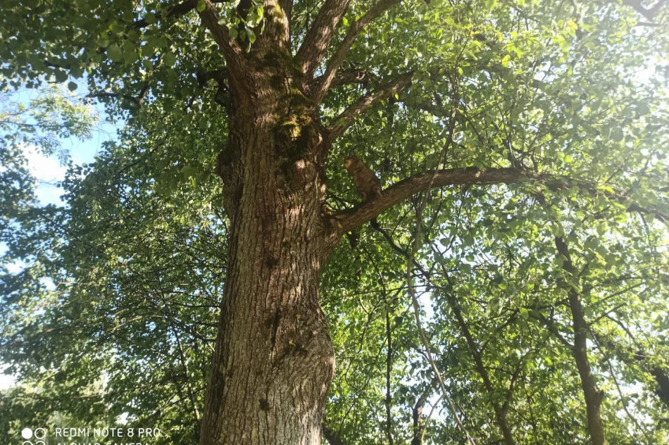 Niesamowite spotkanie z „duchem lasu" w Słopnicach!  - zdjęcie 2