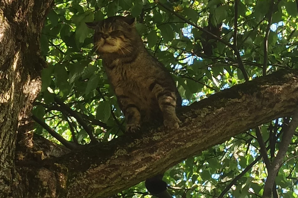 Niesamowite spotkanie z „duchem lasu" w Słopnicach!  - zdjęcie 3