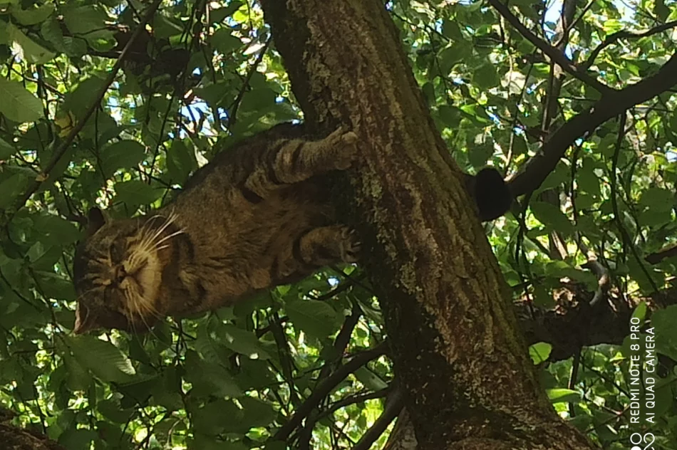 Niesamowite spotkanie z „duchem lasu" w Słopnicach!  - zdjęcie 4