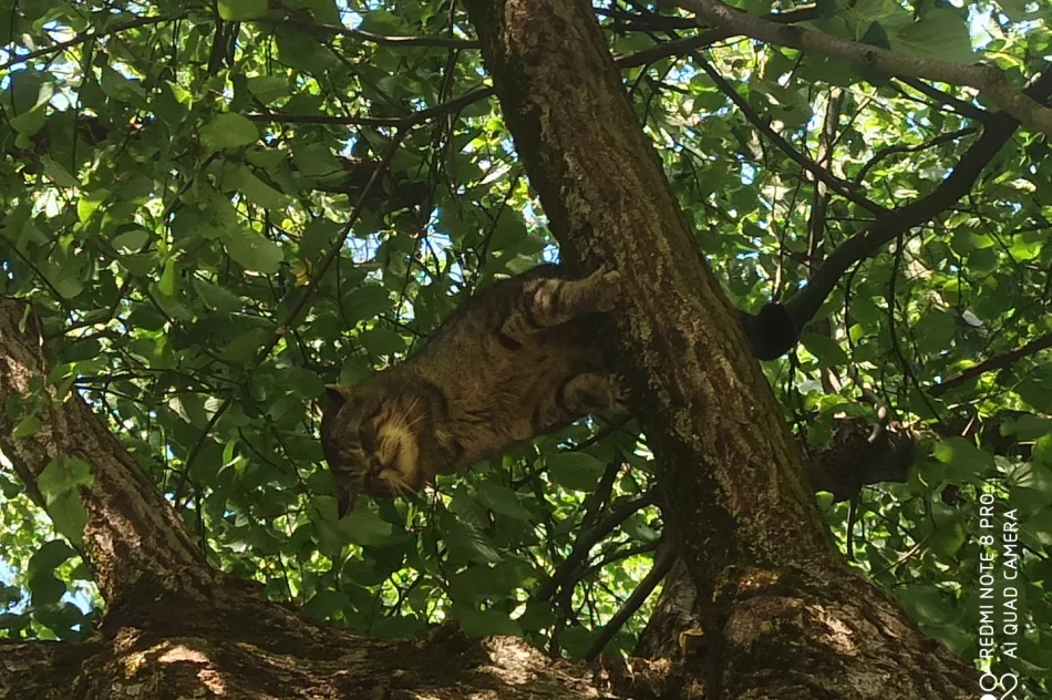 Niesamowite spotkanie z „duchem lasu" w Słopnicach!  - zdjęcie 5