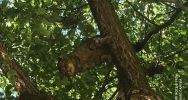 Niesamowite spotkanie z „duchem lasu" w Słopnicach!  - zdjęcie 5