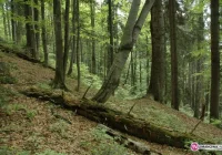 Bezpieczeństwo zdecydowało o zamknięciu - zdjęcie główne