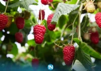 Dramatyczna sytuacja na rynku skupu malin - zdjęcie główne