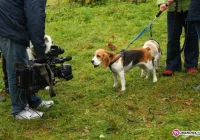 Razem z psami na start - zdjęcie główne