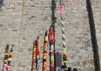 Wyniki konkursu palm. Najwyższa miała 17,5 metra - zdjęcie główne