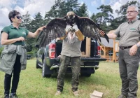 Potrącenie orła przedniego - szczęśliwy finał - zdjęcie główne