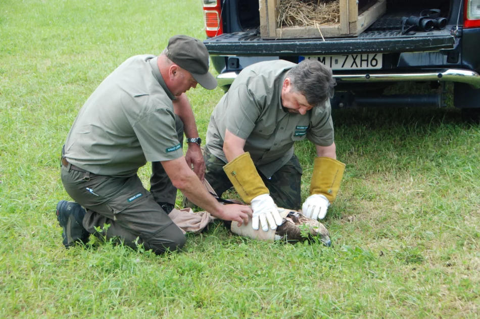 Ponowna walka o życie orła - nie polował, nie jadł - zdjęcie 4