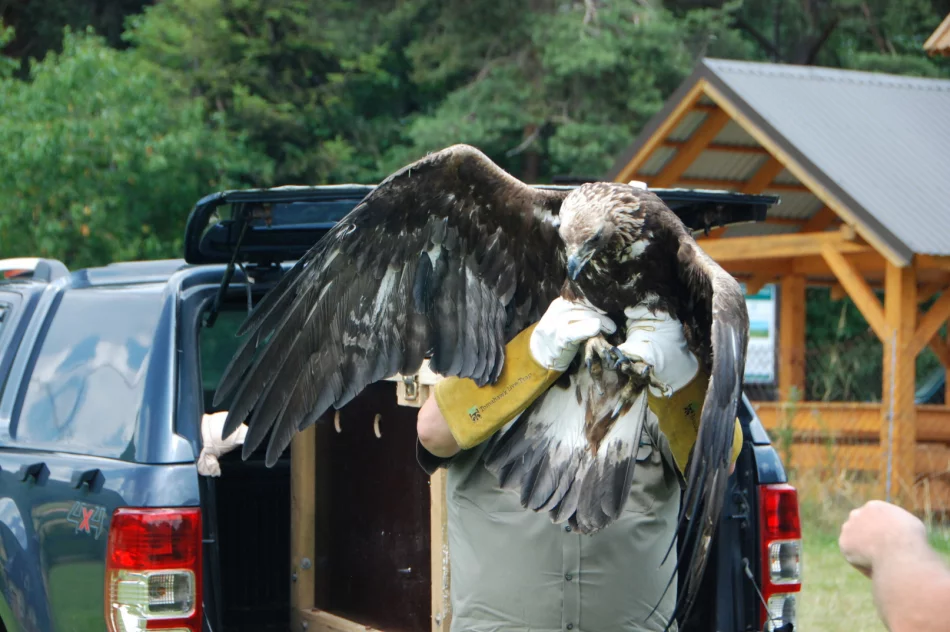 Ponowna walka o życie orła - nie polował, nie jadł - zdjęcie 3