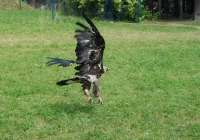 Ponowna walka o życie orła - nie polował, nie jadł - zdjęcie główne