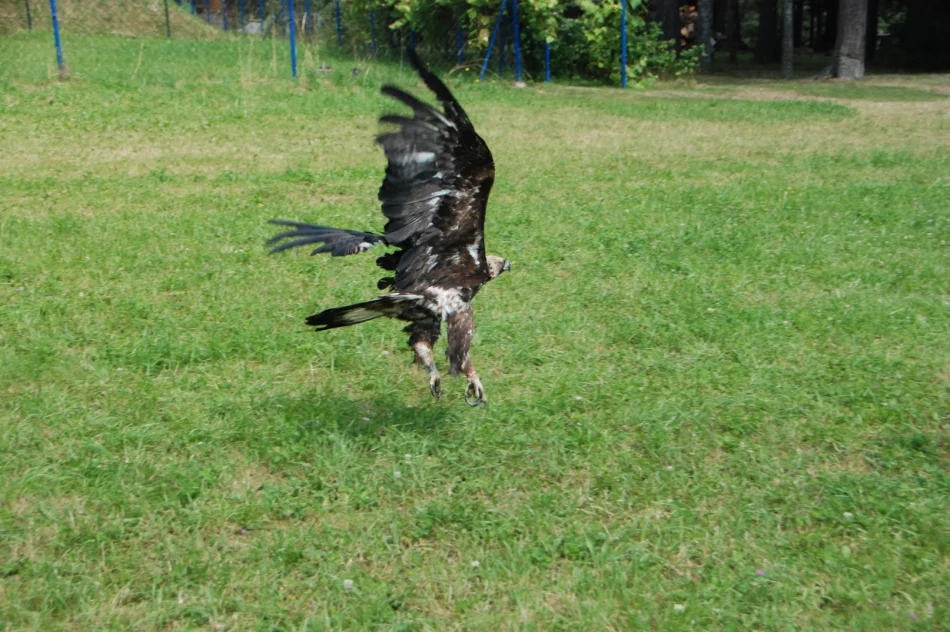 Ponowna walka o życie orła - nie polował, nie jadł - zdjęcie 2