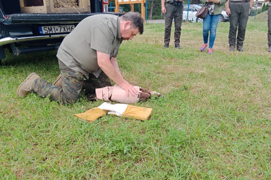 Ponowna walka o życie orła - nie polował, nie jadł - zdjęcie 12