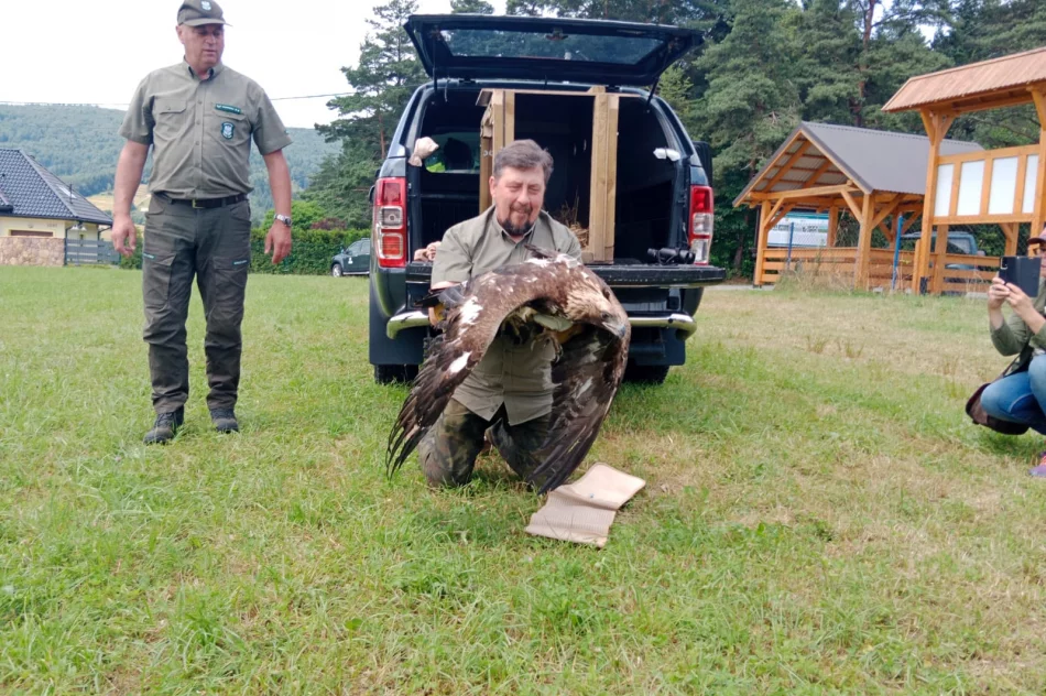 Ponowna walka o życie orła - nie polował, nie jadł - zdjęcie 11
