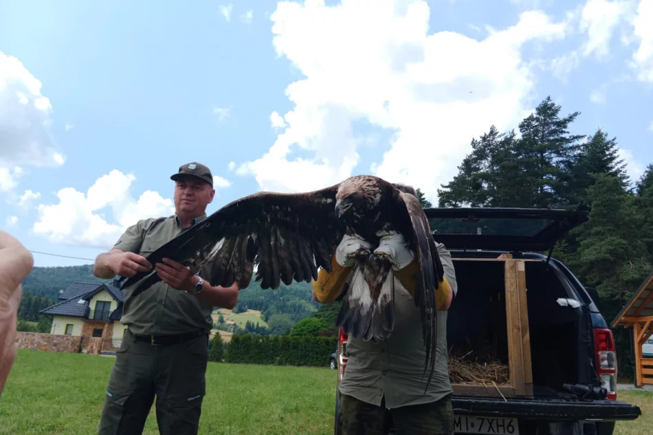 Ponowna walka o życie orła - nie polował, nie jadł - zdjęcie 10