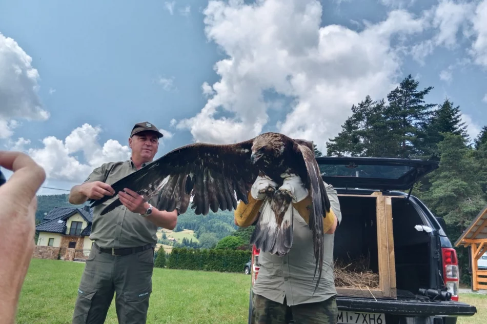 Ponowna walka o życie orła - nie polował, nie jadł - zdjęcie 8